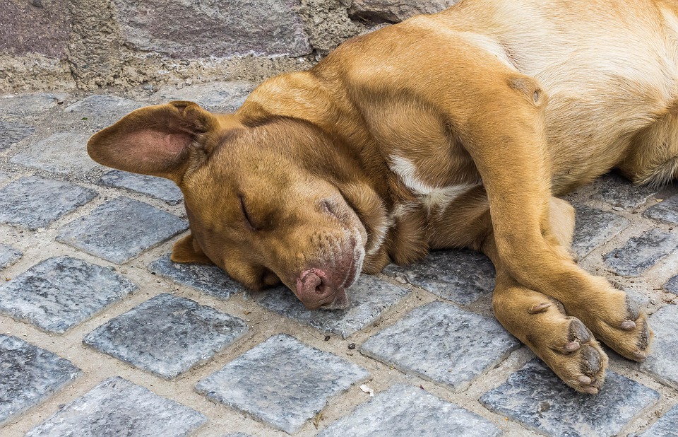 Dog Sleep Park Free Photo On Pixabay