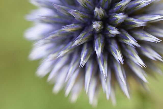 Free Flower Bloom photo and picture