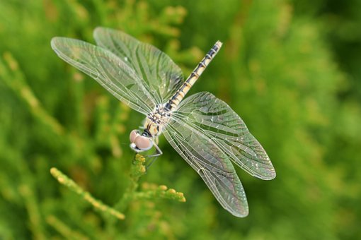 Free Dragonfly Insect photo and picture