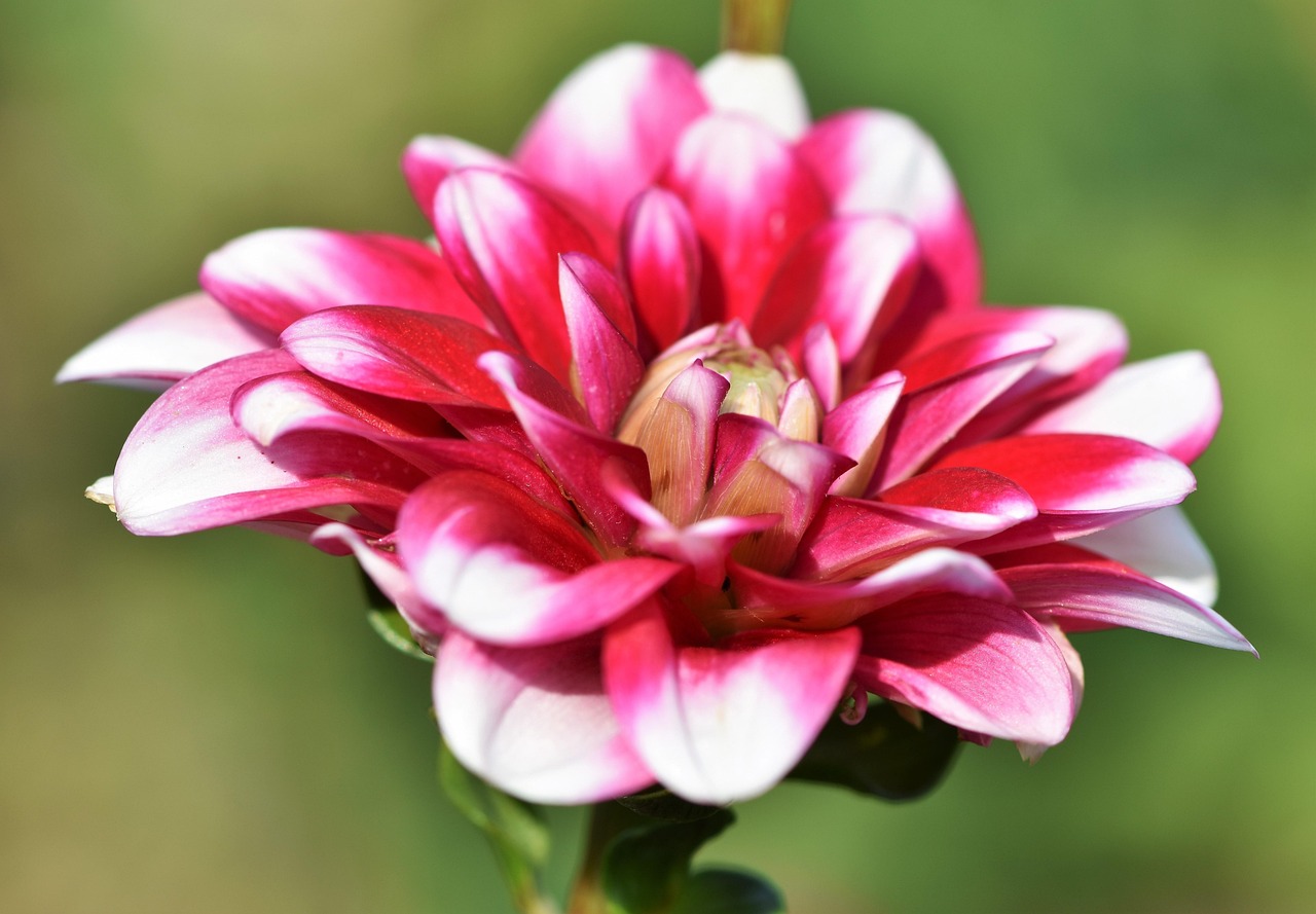 Flower - free online jigsaw puzzle photo