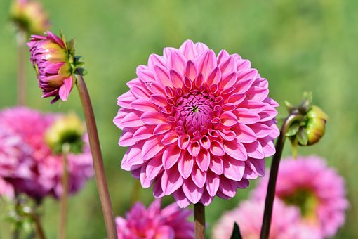 Free Dahlia Dahlias Bud photo and picture