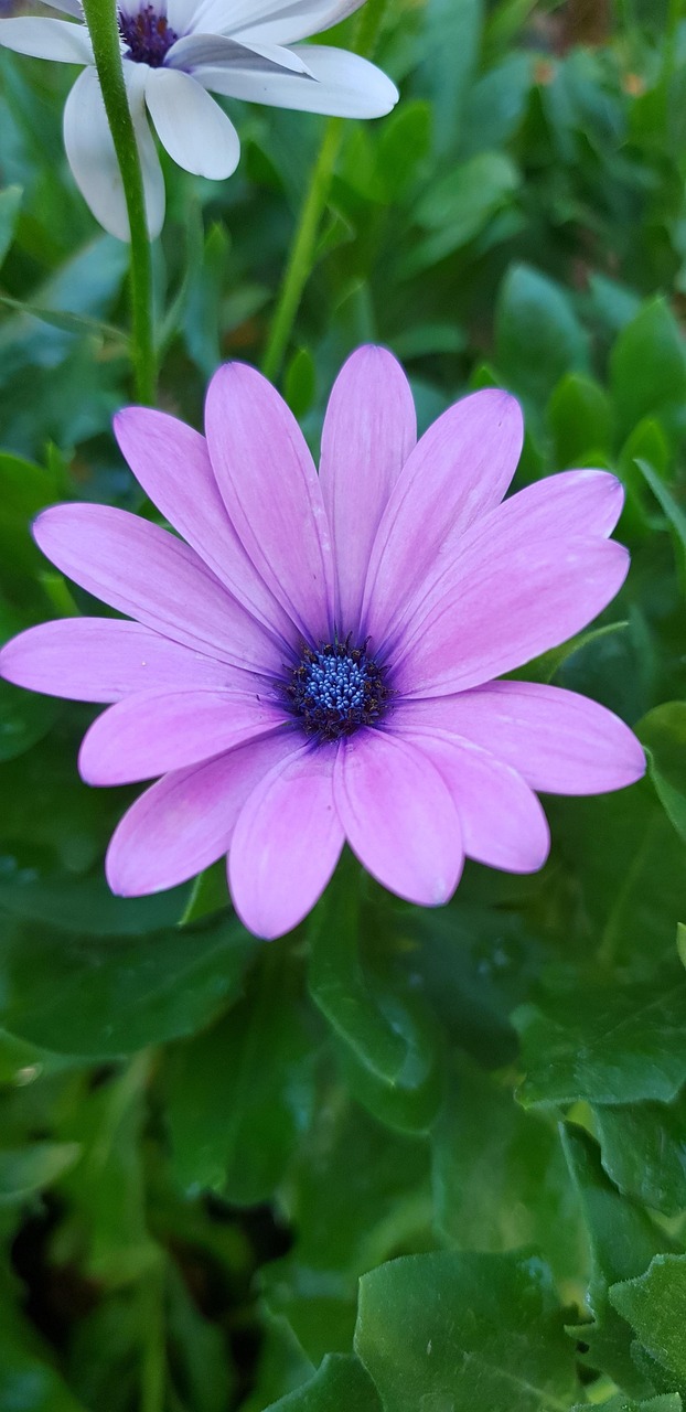 Sitemapcdatahttpmobecellcare1comphoto De Profil Nature Fleurnull