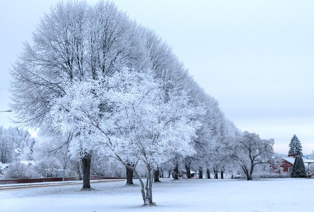 Free Winter Wallpaper Hd photo and picture