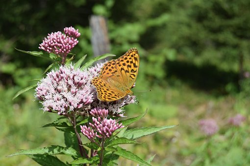 Schmetterling, Tagfalter, Kaisermantel