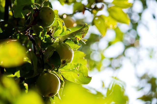 Appels, Apple Tree, Appel, Fruit, Tuin