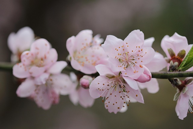 Free Flower Peach Tree photo and picture