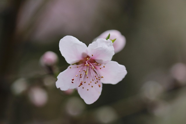 Free Flower Flower Background photo and picture