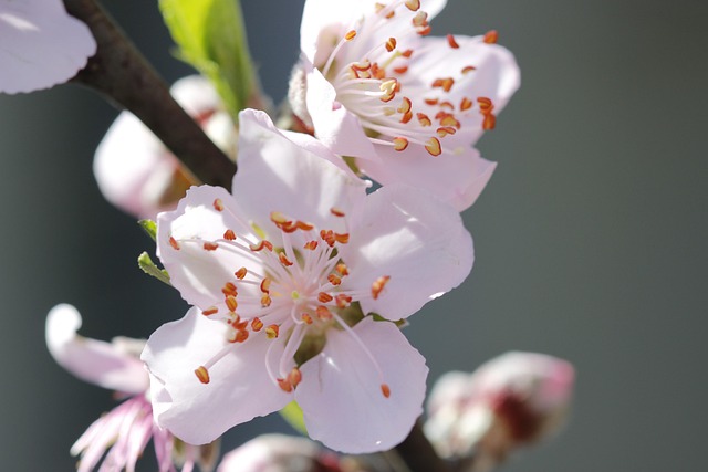 Free Flower Beautiful Flowers photo and picture
