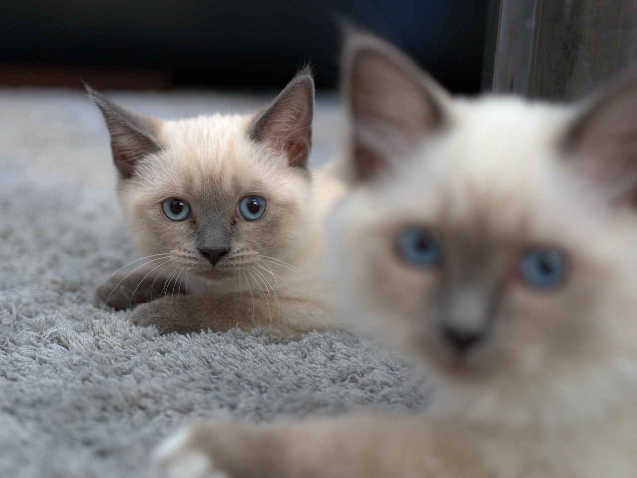 40 000 Free Siamese Cat Cat Images Pixabay