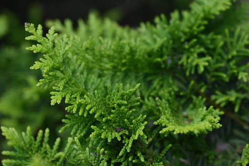 Baum, Blätter, Laub, Natur, Grün