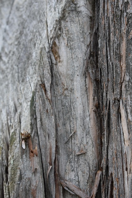 Holz, Bellen, Textur, Grau, Baum, Stamm