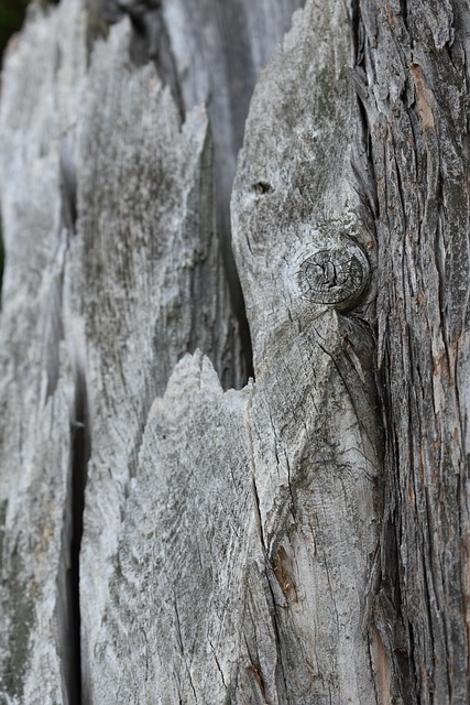 Holz, Bellen, Textur, Grau, Baum, Stamm
