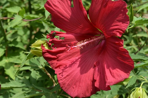 Blume, Rot, Blumentapete, Blüte, Pflanze
