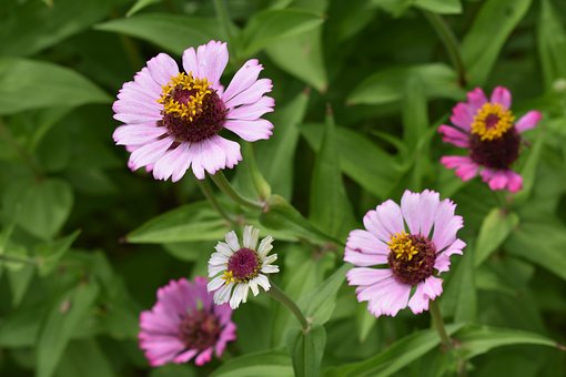 Blumen, Blumen Hintergrund, Blumentapete