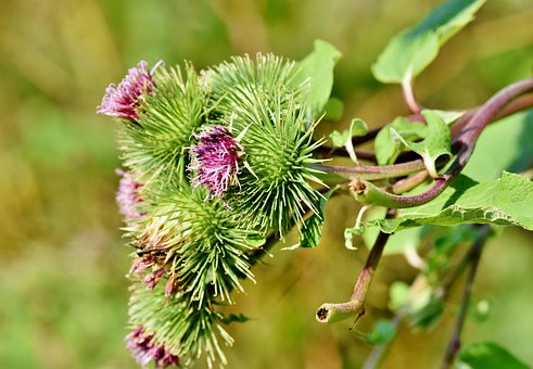Grande Bardane, Bardane, Arctium Lappa