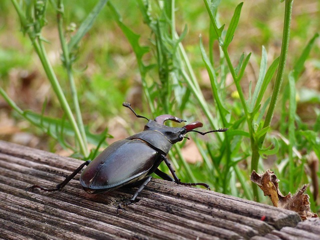 Free Lucane Insect photo and picture