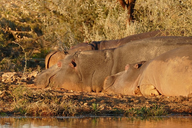 Free Africa Namibia photo and picture