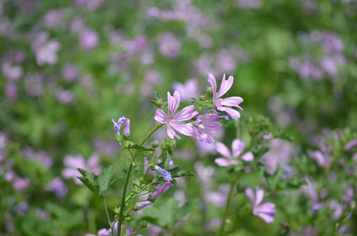 Free Flowers Flower Background photo and picture