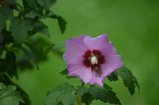 Free Flower Flower Wallpaper photo and picture