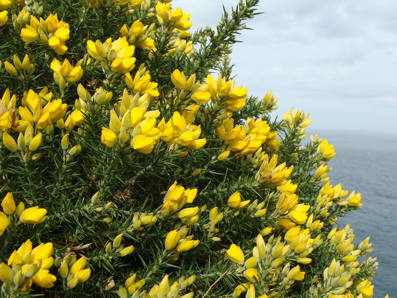Broom Bush Tree: Broom Tree Meaning – ZLOWIX