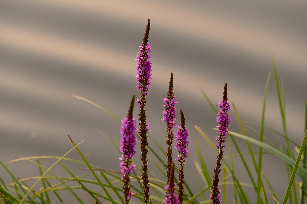 plant, flower, nature, flower background, purple, flower wallpaper, when, beautiful flowers, water