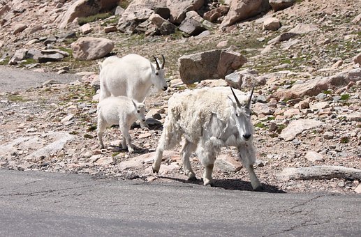 Chèvre De Montagne, Mt, Evans, Colorado