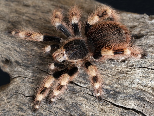 Free Tarantula Spider photo and picture