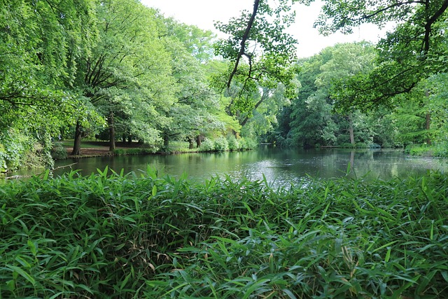 Berlijn, Natuur, Meer, Bomen, Park