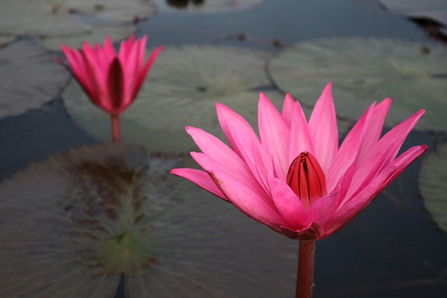 Bloem, Roos, Natuur, Meer