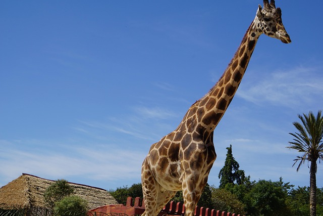 Free Giraffe Animal photo and picture