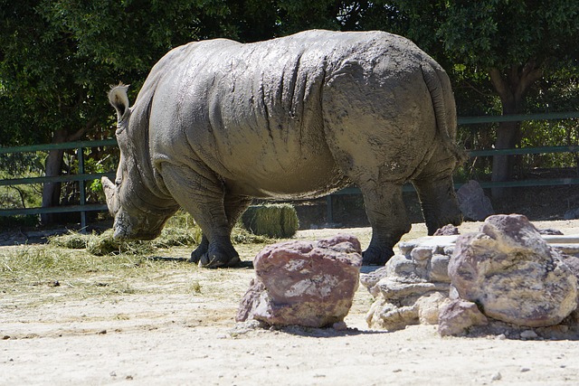 Free Rhinos Placental Mammals photo and picture