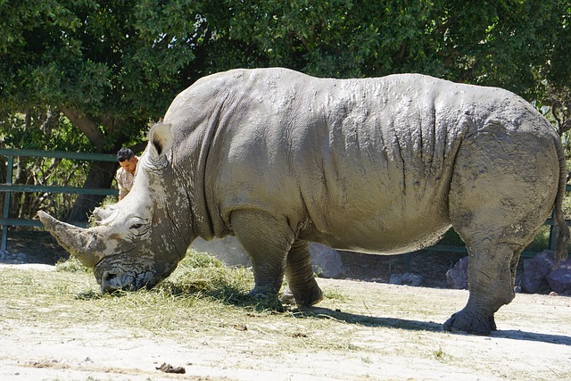 Free Rhinos Placental Mammals photo and picture