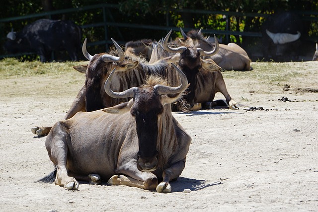 Free Safari Animals photo and picture