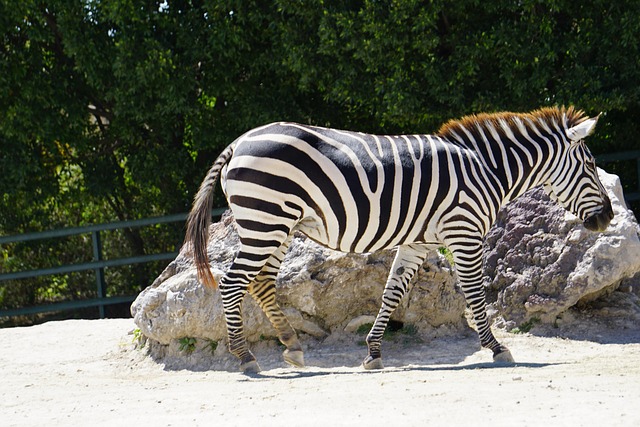 Free Zebra Animals photo and picture