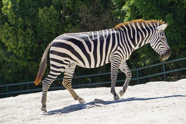Free Zebra Animals photo and picture