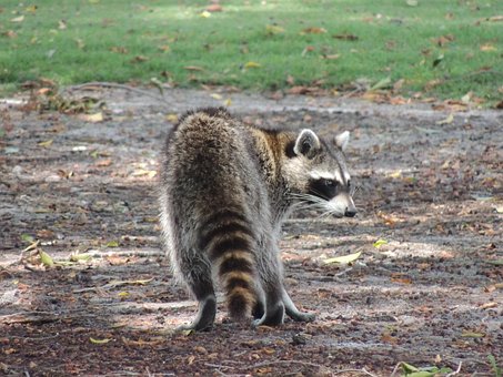 Raccoon, Wild Animal, Nature, Outdoor
