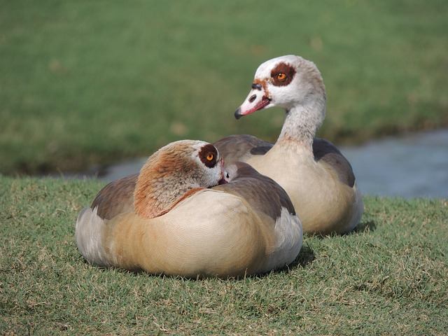 Ducks Wild Life Nature - Free photo on Pixabay