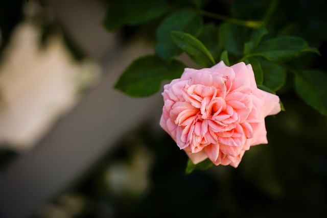 Free Flower Flower Wallpaper photo and picture