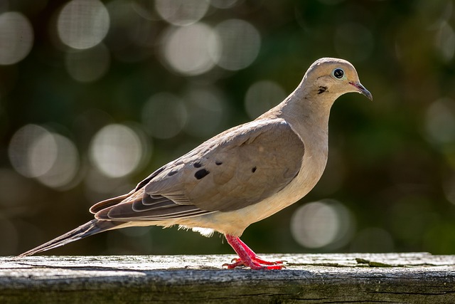 Trauernde Taube, Natur, Vogel, Tierwelt