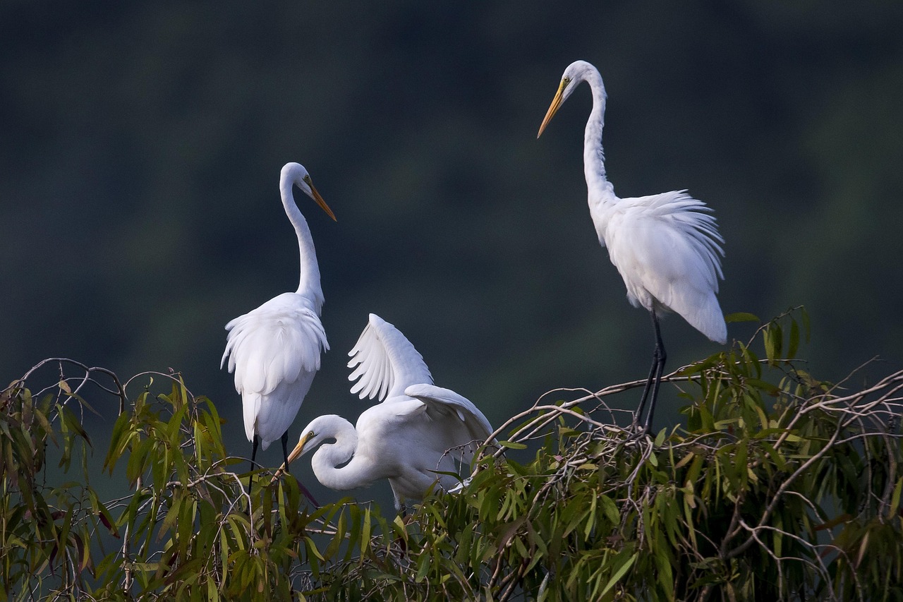 Stork - free online jigsaw puzzle photo