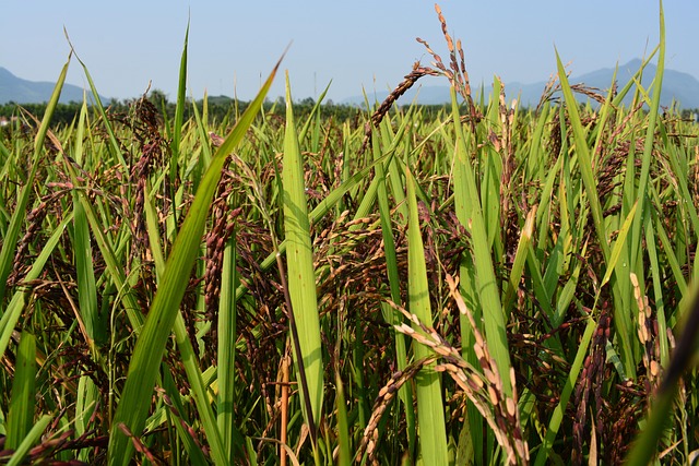 Free Rice Purple Brown Rice photo and picture