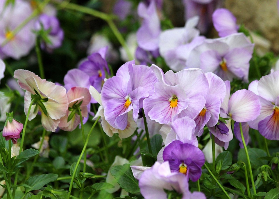 Pansies Summer Flowers Free photo on Pixabay