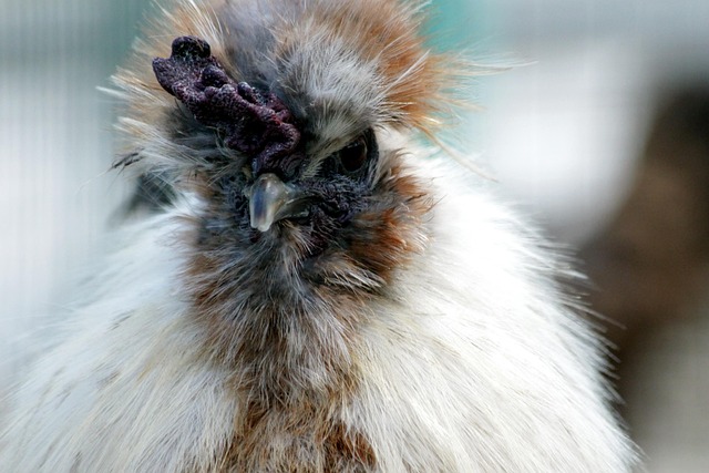 Hähnchen, Chinesische Huhn, Seiden Huhn