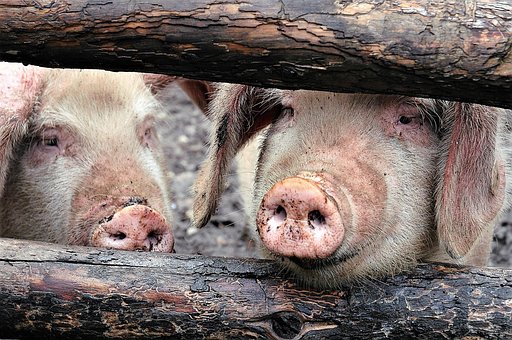Tibet, China, Pigs, Farm, Tibet, Tibet
