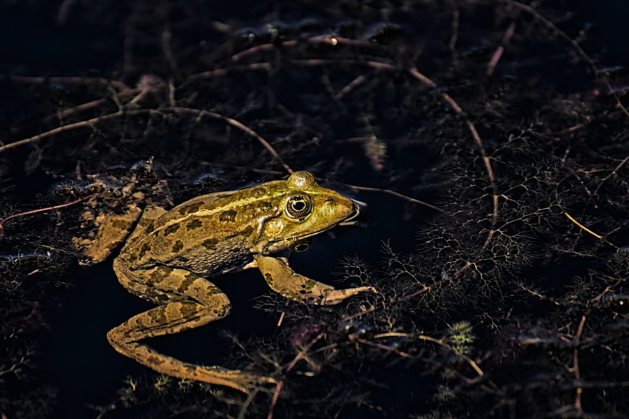 Frog - free online jigsaw puzzle photo