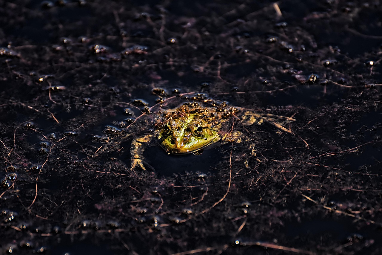 Frog - free online jigsaw puzzle photo