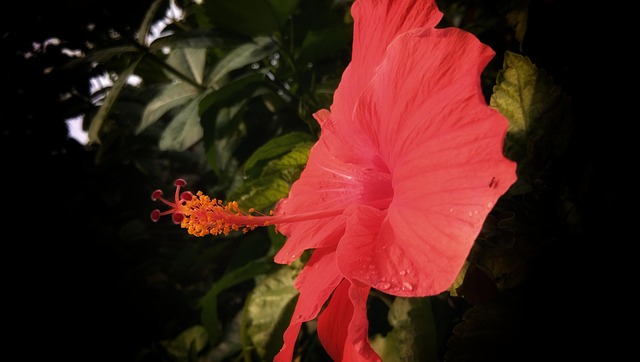 Free Hibiscus Flower photo and picture