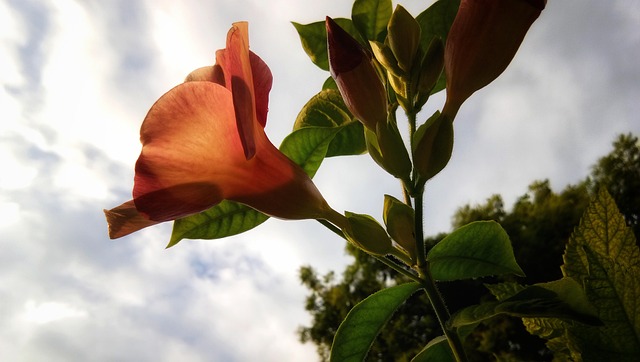 Free Mandeville Flower photo and picture