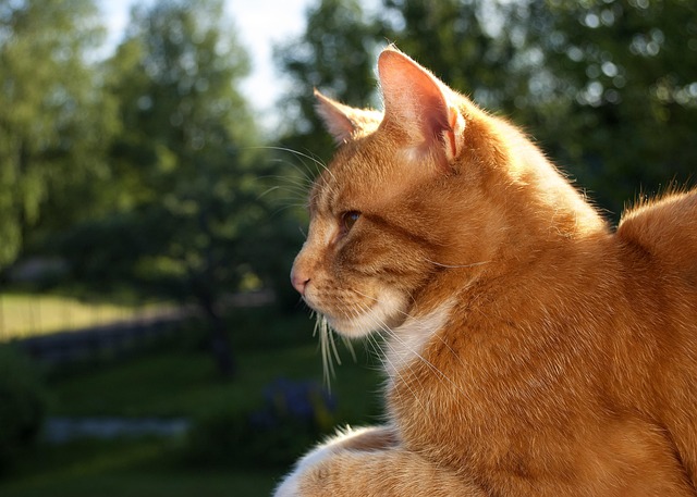 Free Cat Summer photo and picture