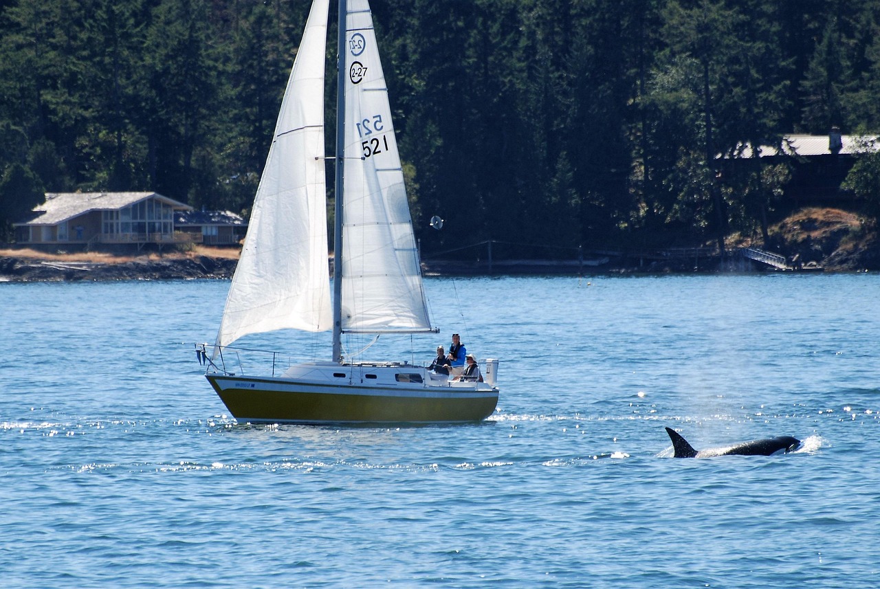 WHALE WATCHING